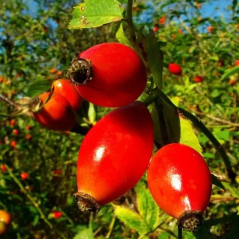 Close-up of red rose hips on a branch - VORONTSOVSKY 3