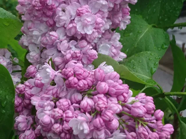 Незнакомка