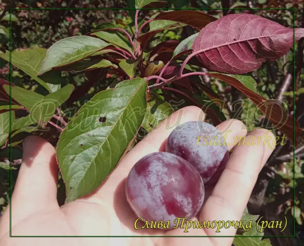 Plum Primorochka in hand against leafy background