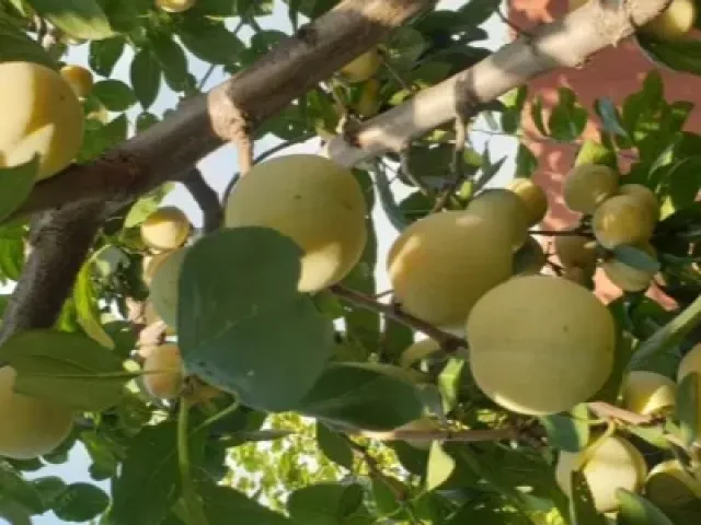 Ренклод саратовский