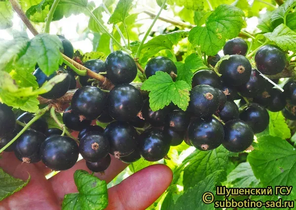 Черная смородина Ядреная 2 на ветке с зелеными листьями