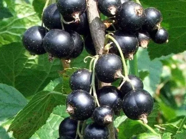 Акур