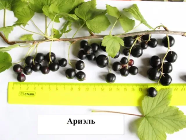Арієль