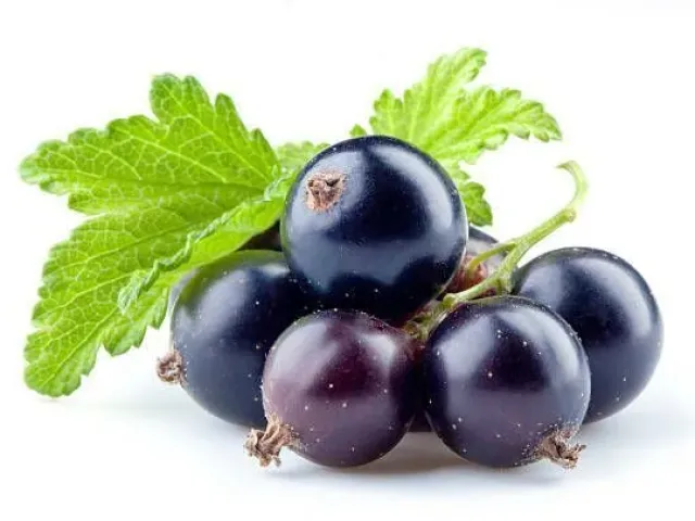 Charovnitsa