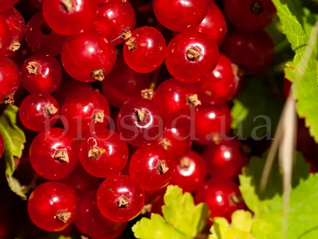 Голландская красная