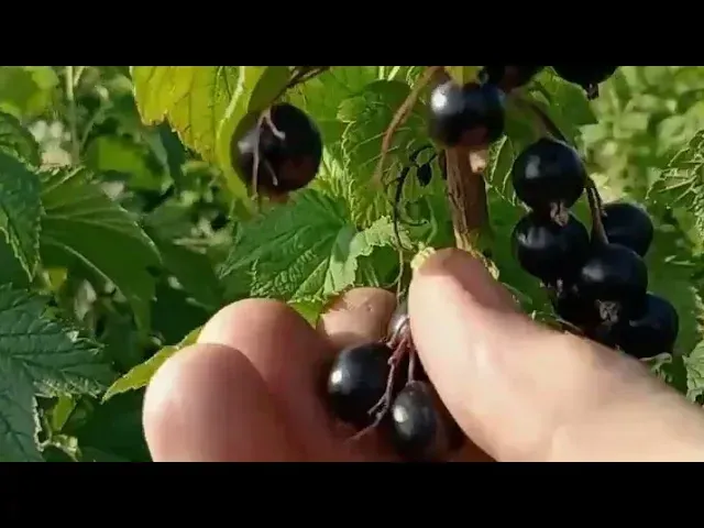Сбор ягод черной смородины сорта Памяти Леонида Михайлевского