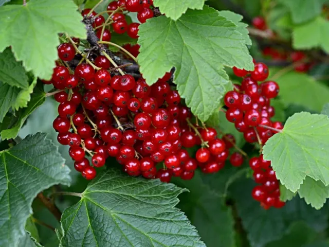Ранняя сладкая