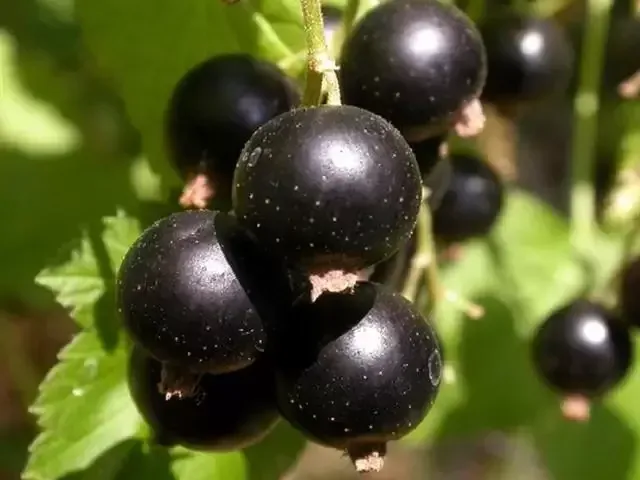 Русалка