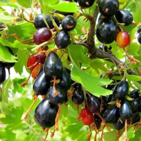 Black currant berries on a branch with green leaves - SHAFAK