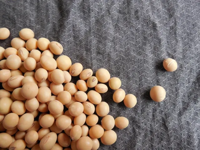 Соя на сером фоне - Байка