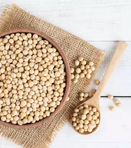 Soybeans in a wooden bowl on burlap fabric with a spoon and scattered grains nearby - ISTINA