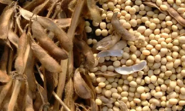 Soybeans in pods and loose grains - Sinara