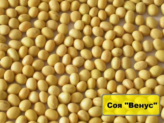 Венера