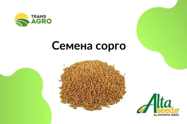 Sorghum seeds A803 on a promotional image