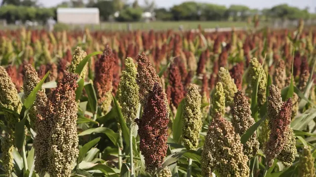 Field of Fakir sorghum with red and green ears