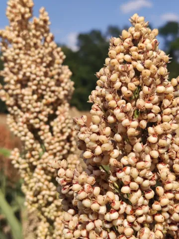 Sorghum panicles of KWS Rasmus variety in the field