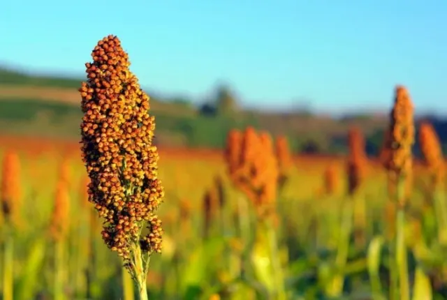 Field of sorghum with close-up of a tassel against a blue sky - SARKIN