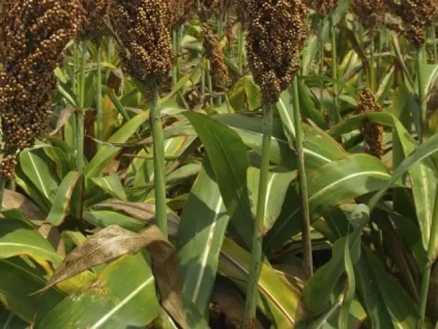 SILAGE 88