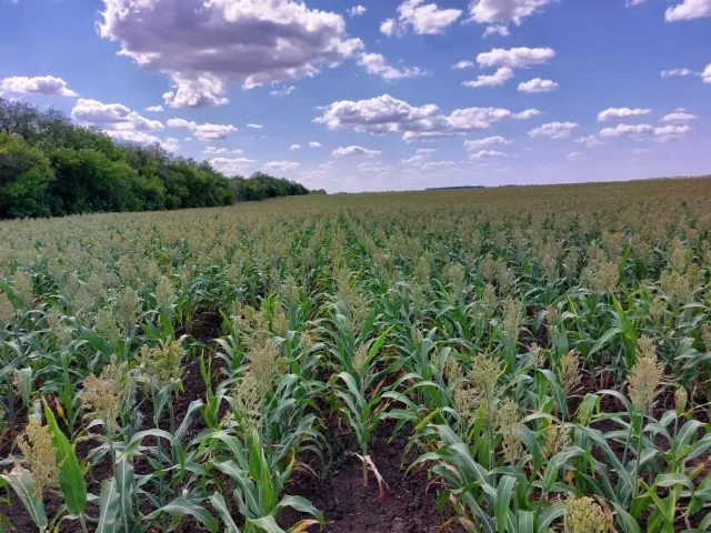 Поле зорго під блакитним небом з хмарами - СЛОВ’ЯНСЬКЕ ПОЛЕ 18