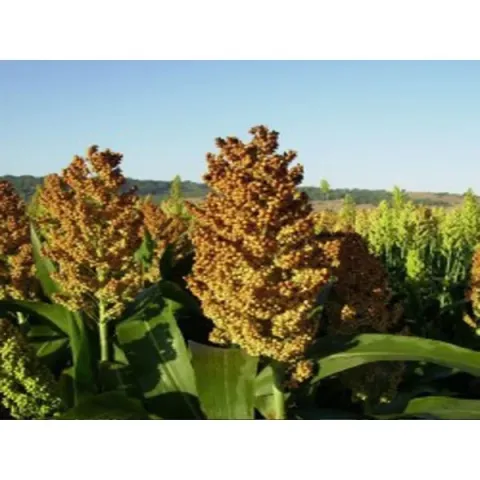 Field of mature sorghum
