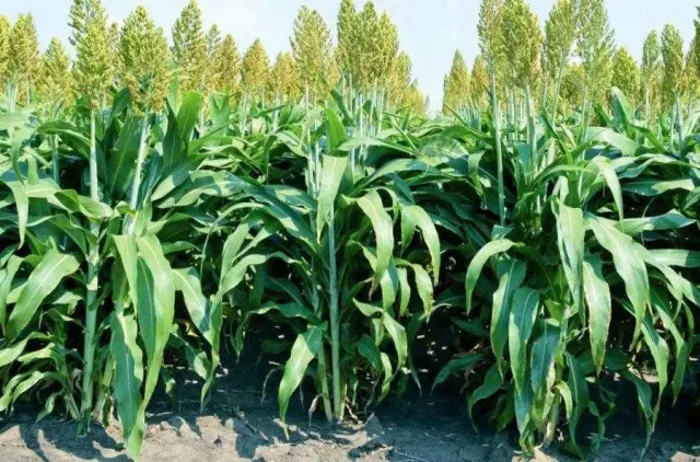 Field of sorghum with tall plants in background - Start