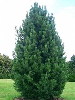 Close-up of a KEDROGRADSKY pine tree on a green lawn