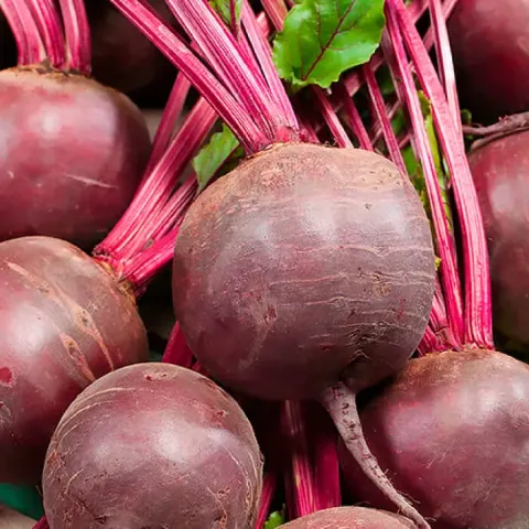 Fresh table beet of the Baryshnya variety with tops