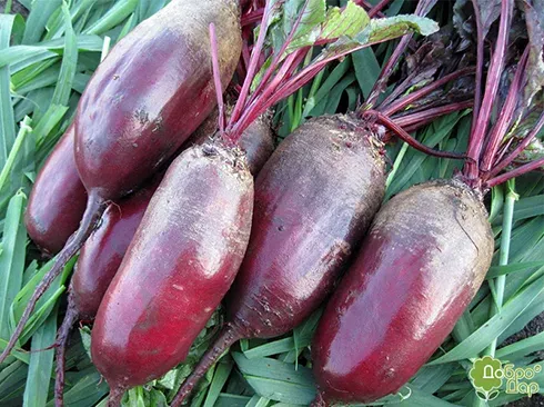 Beetroot roots on green grass - Vital