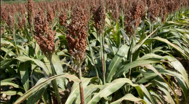 Field of Sudan grass (Sorghum bicolor) in bloom - Grace
