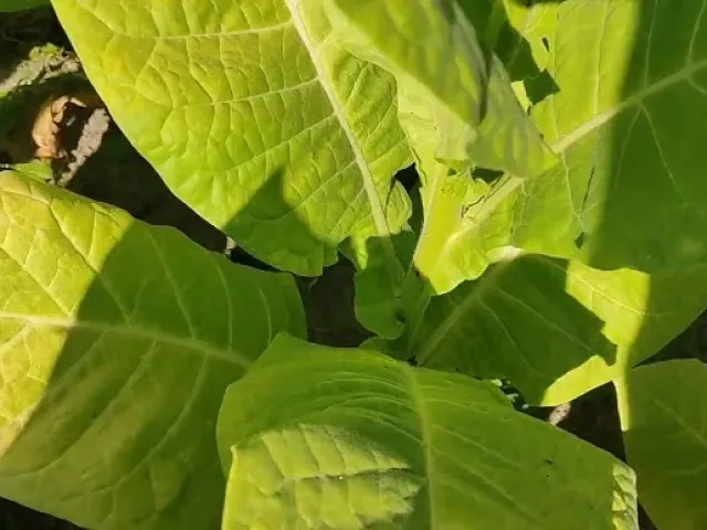 Жовтолистий 36
