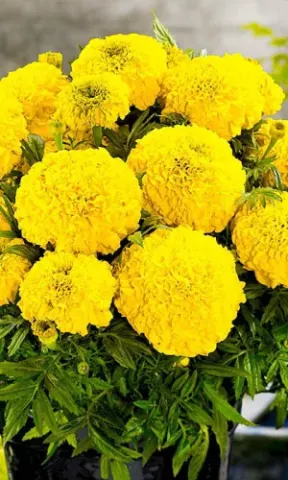 Yellow marigold flowers in a pot - Sunbeam