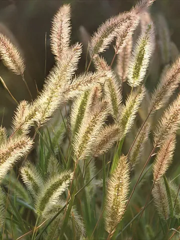 Timothy grass — grass plant with fluffy flower heads - Lischka