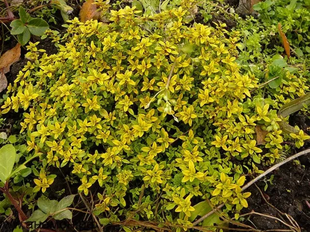 LIMON