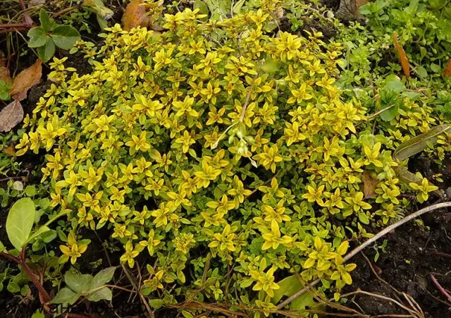 Live thyme plant with yellow flowers against soil background - LIMON