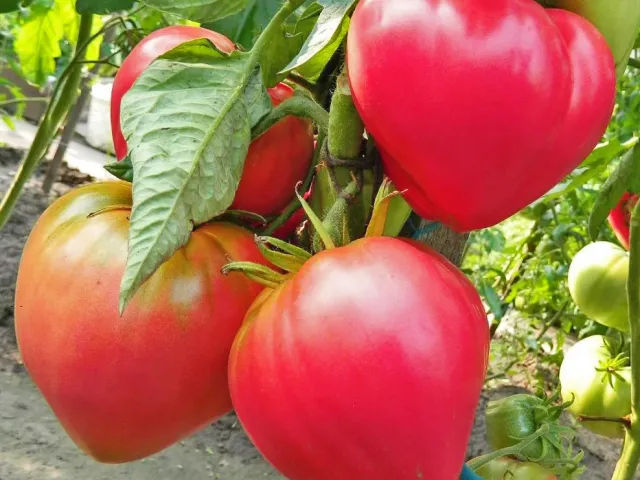 ABAKANSKIY