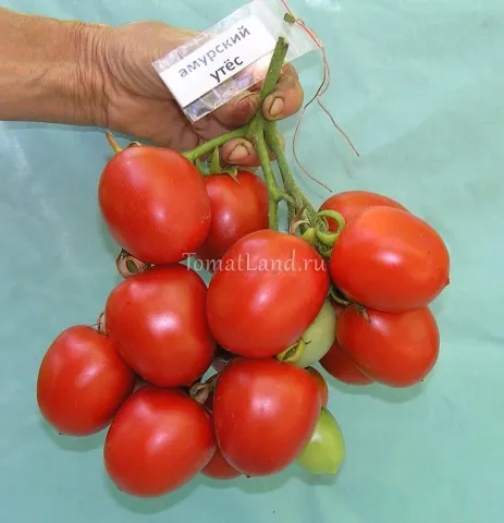 Red tomatoes of variety Amursky Utes on a vine