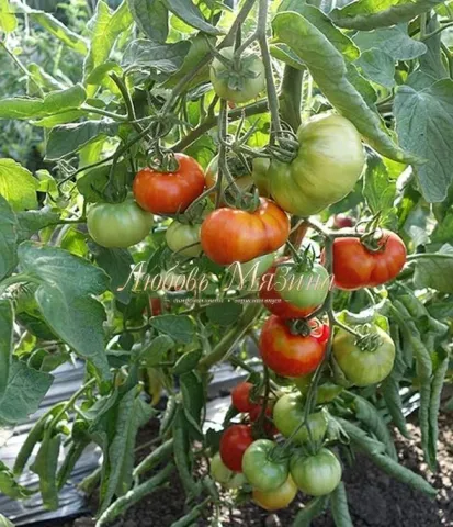Tomatoes of the Benefis variety on the plant