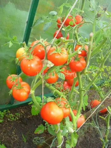 Ripe red tomatoes on vines in a greenhouse - BIAATLON