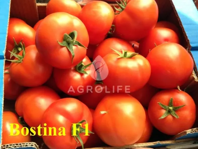 Бостина F1