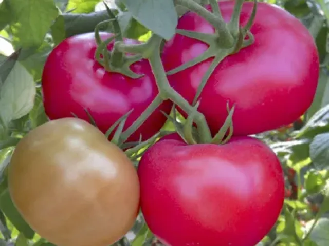Чарлі
