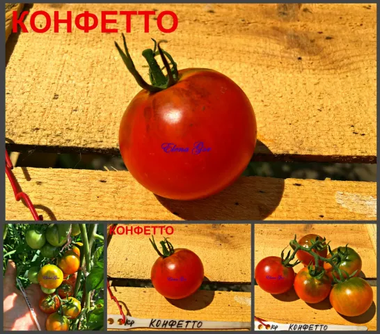 Красный томат сорта Конфетто на деревянном фоне