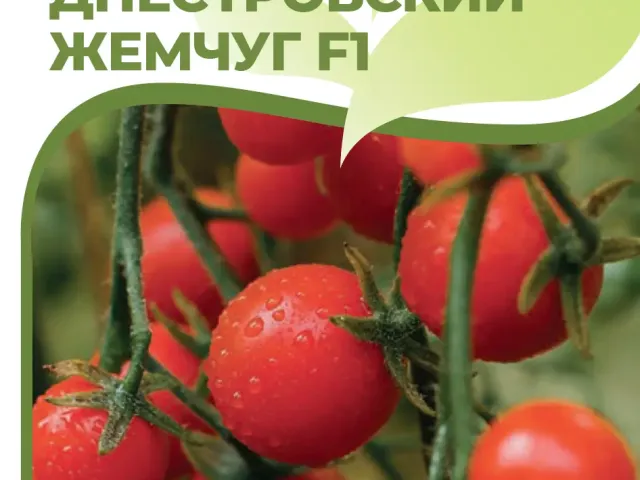 Днестровский Жемчуг