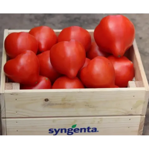 Коробка червоних томатів Syngenta - ДОМІНЕТ