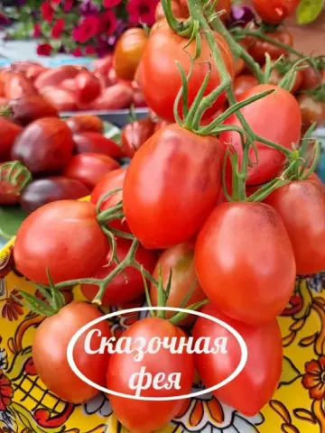 Спелые плоды томата сорта «Фея» на ветке