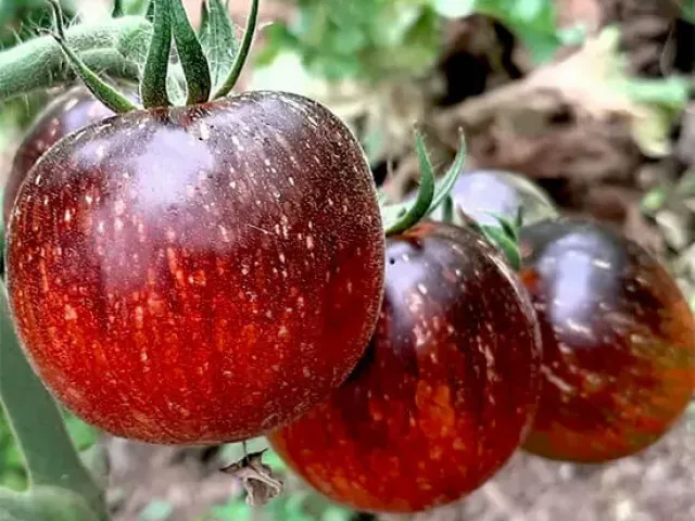 Фиолетовая Галактика