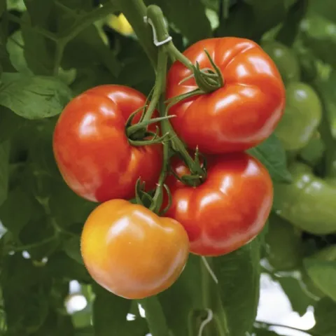 Ripe and unripe Geronimo tomatoes on a vine