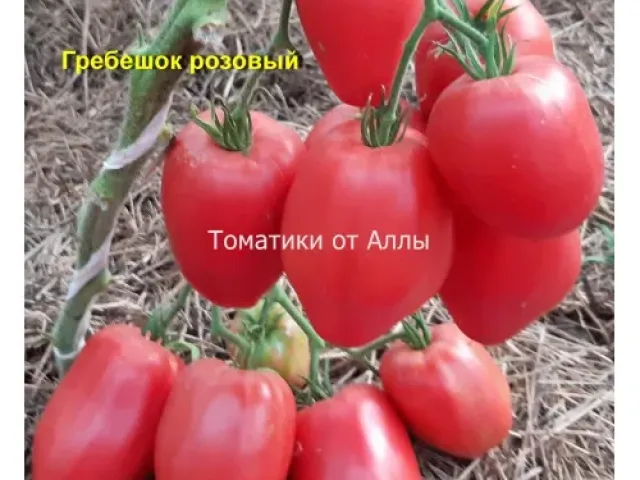 Гребешок Розовый