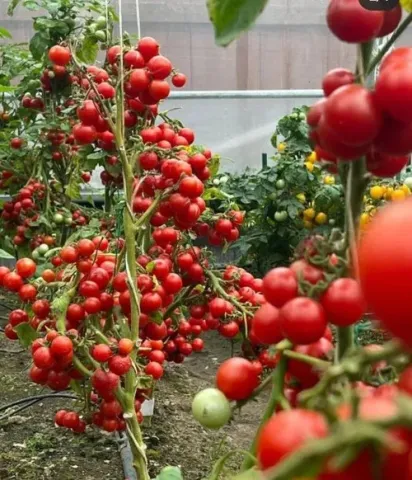 Bountiful harvest of Grinya tomato variety in a greenhouse