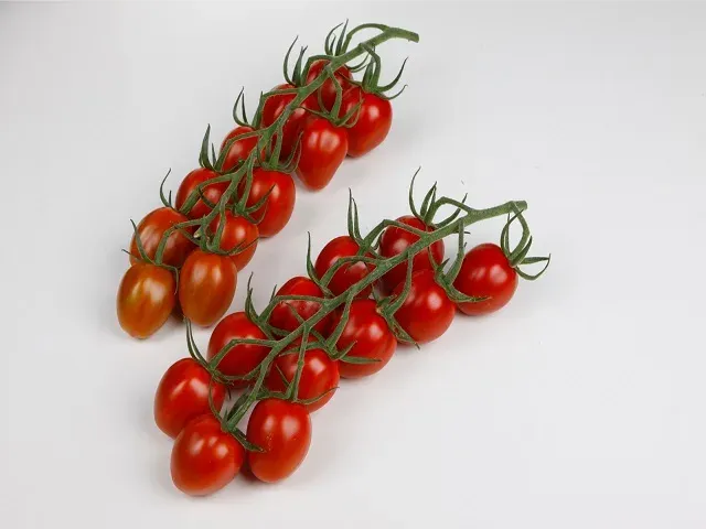 Густафано