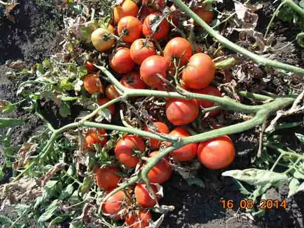 Ripe tomatoes on vine - Hustler